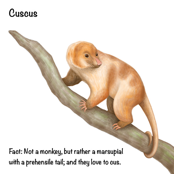 Cuscus