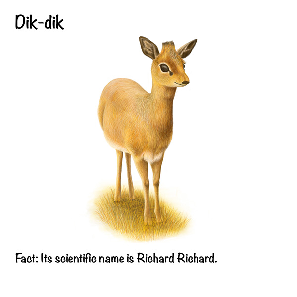 Dik-dik