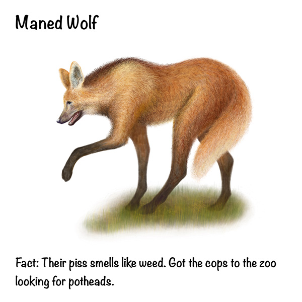 Maned Wolf