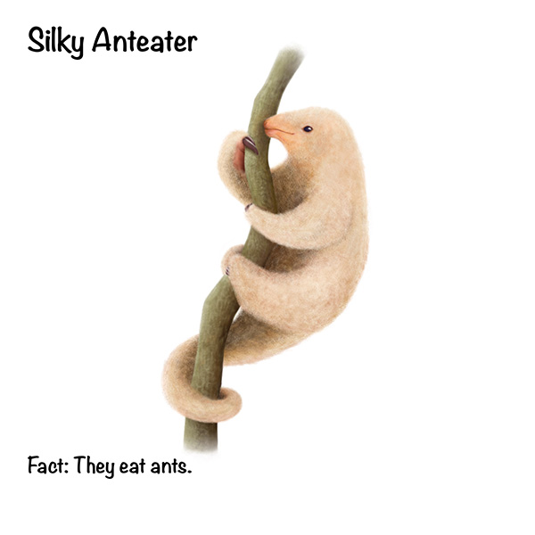 Silky Anteater