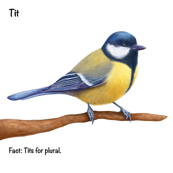 Tit